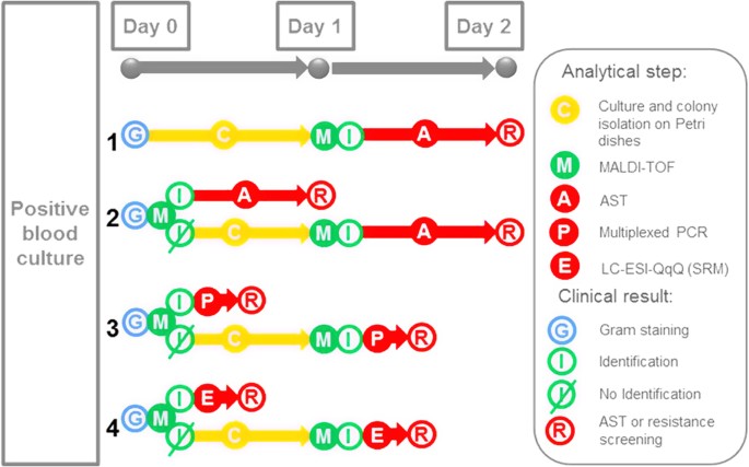 Identification Chart Of Bacteria