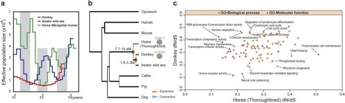 donkey genome and insight into the