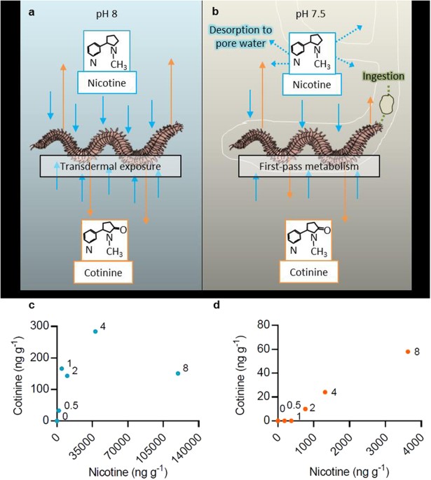 do cigarettes have protein Bioaccumulation and biological effects of cigarette litter in marine worms