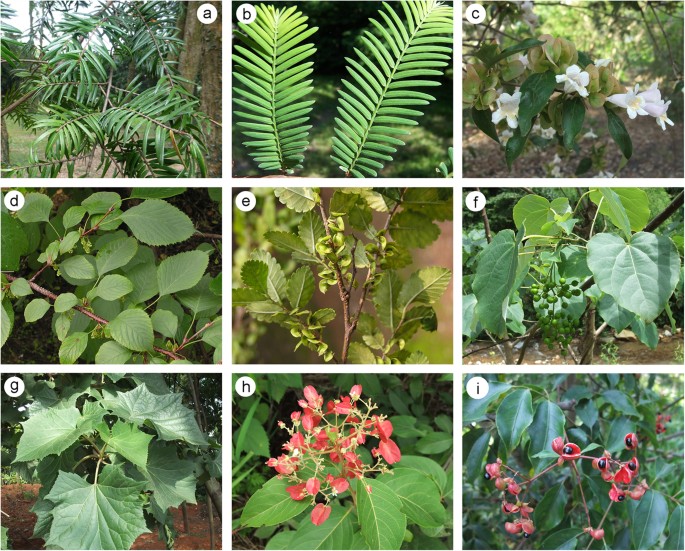 Distribution Of Cenozoic Plant Relicts In China Explained By