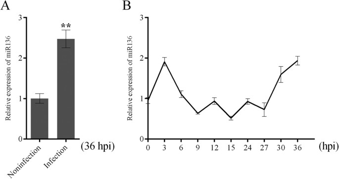 Identification Of Cellular Microrna 136 As A Dual Regulator Of Rig I Mediated Innate Immunity That Antagonizes H5n1 Iav Replication In A549 Cells Scientific Reports