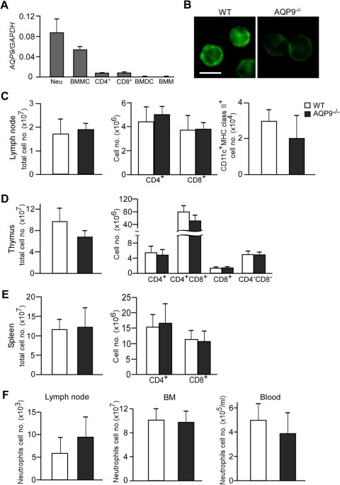 Aquaporin-9-expressing neutrophils are required for the ... - Nature.com