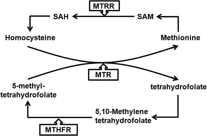 role of genetic mutations in folate