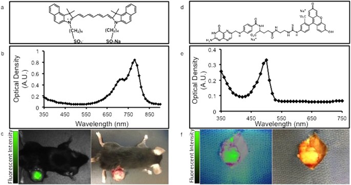 Quantification Of Tumor Fluorescence During Intraoperative Optical Cancer Imaging Scientific Reports
