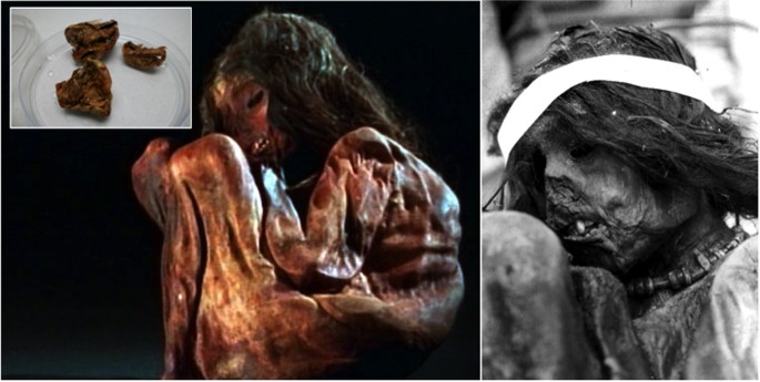 The Complete Mitogenome Of A 500 Year Old Inca Child Mummy Scientific Reports The Complete Mitogenome Of A 500 Year Old Inca Child Mummy Scientific Reports