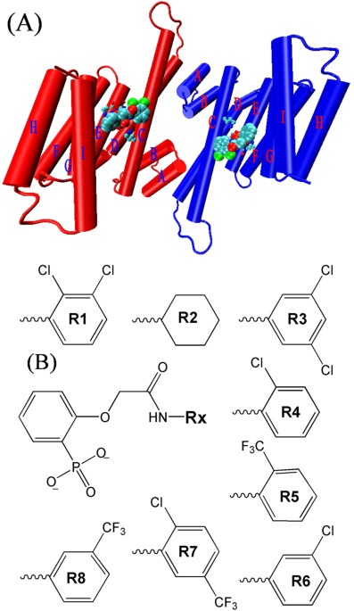 Revealing the binding modes and the unbinding of 14-3-3σ proteins and inhibitors by computational methods