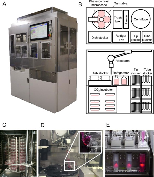 Long-term maintenance of human cells by automated cell culture system Scientific Reports