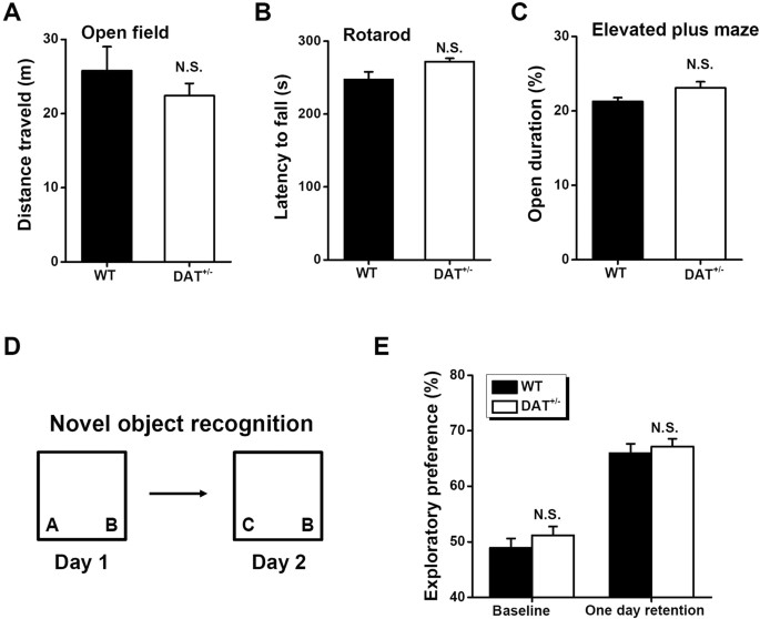 Mice recognize 3D objects from recalled 2D pictures, support for  picture-object equivalence