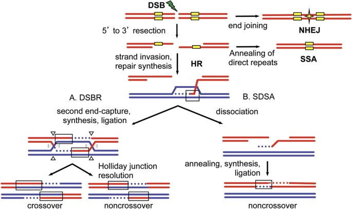 The role of Drosophila mismatch repair in suppressing recombination between  diverged sequences | Scientific Reports