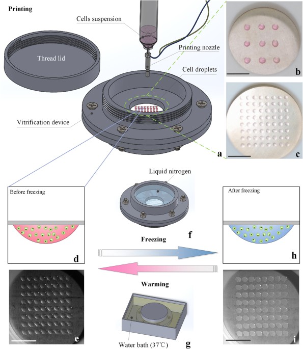 High-Throughput Non-Contact Vitrification of Cell-Laden Droplets Based on Cell Printing
