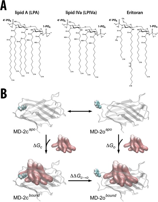 Energetics Of Endotoxin Recognition In The Toll Like