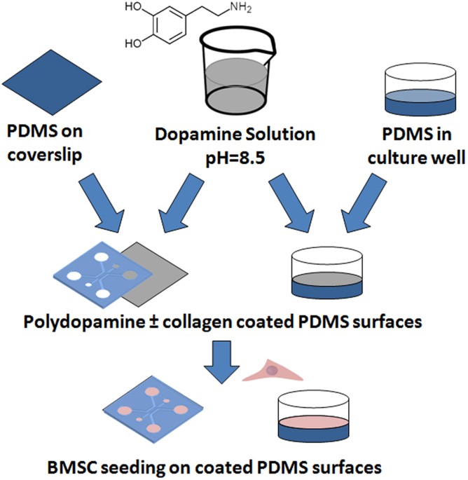 Simple surface engineering of polydimethylsiloxane with polydopamine for stabilized mesenchymal stem cell adhesion and multipotency