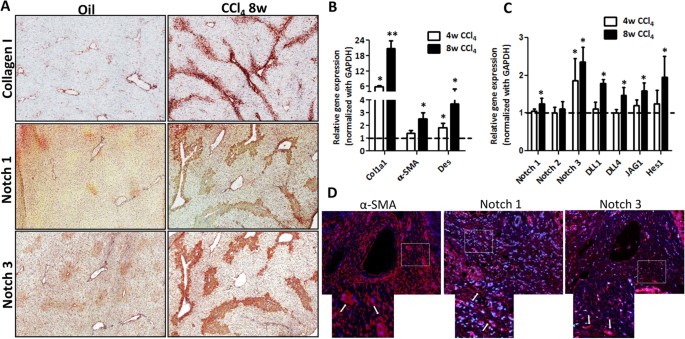 Notch1 signaling enhances collagen expression and fibrosis in