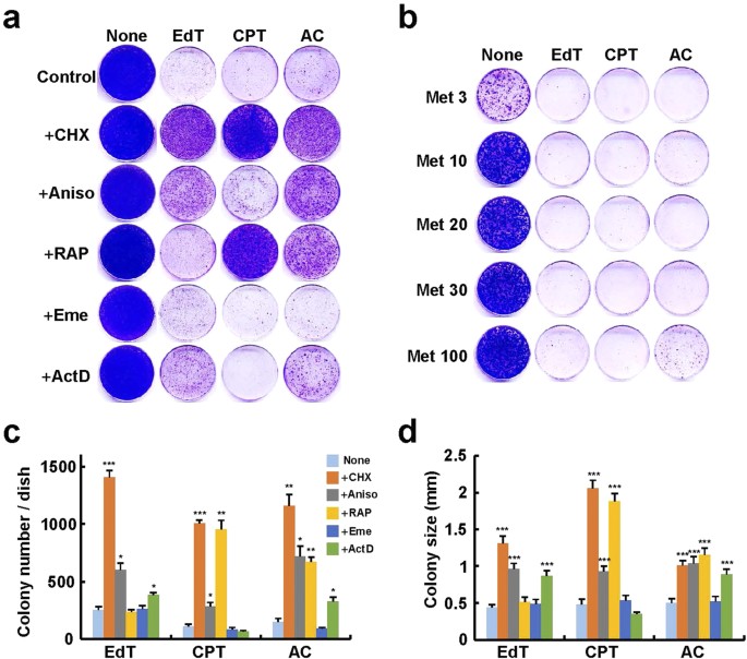Restriction Of Protein Synthesis Abolishes Senescence Features At Cellular And Organismal Levels Scientific Reports
