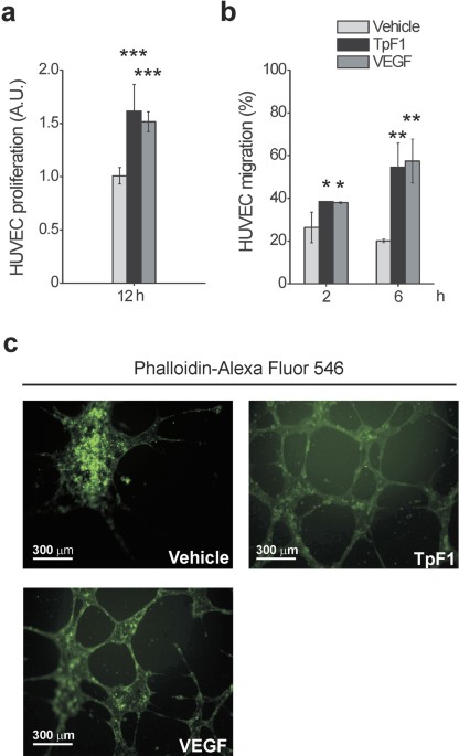 Treponema pallidum (syphilis) antigen tpf1 induces angiogenesis through the activation of the il-8 pathway