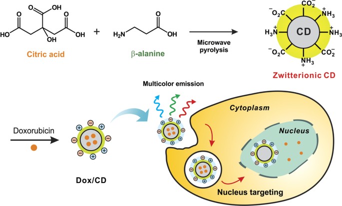 Combatiente reloj abrelatas Cell Nucleus-Targeting Zwitterionic Carbon Dots | Scientific Reports