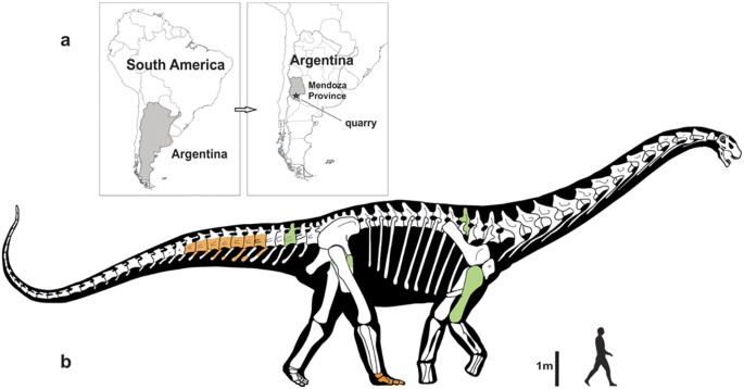 A gigantic new dinosaur from Argentina and the evolution of the sauropod  hind foot | Scientific Reports