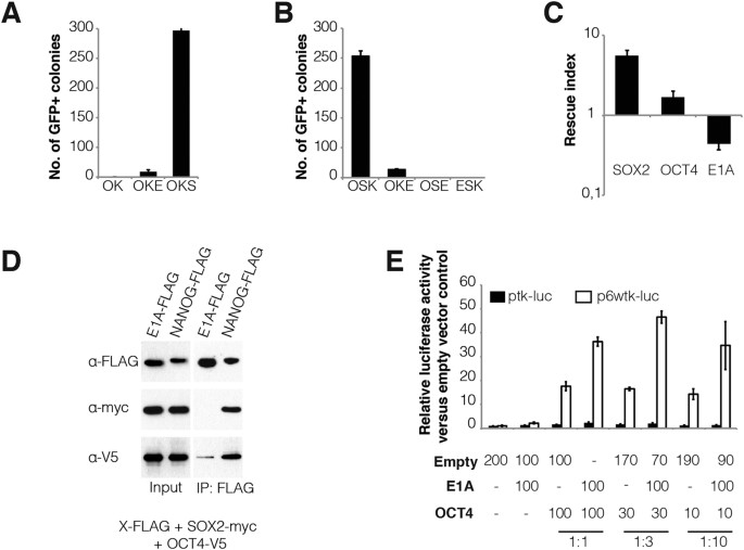 Enhanced oct4 transcriptional activity substitutes for exogenous sox2 in cellular reprogramming