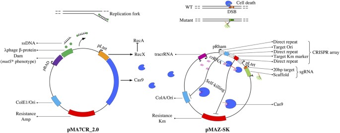 Crmage: crispr optimized mage recombineering
