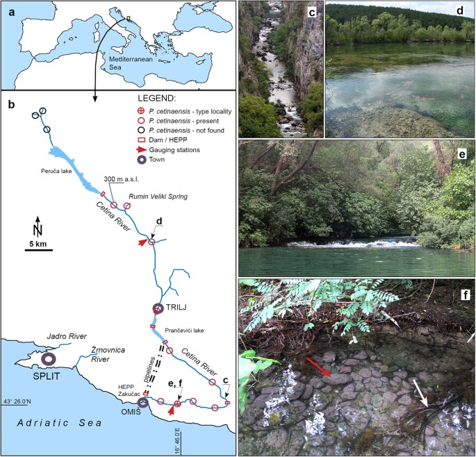 First freshwater coralline alga and the role of local features in a major  biome transition | Scientific Reports