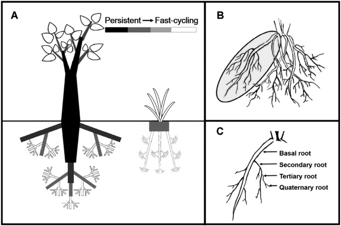 Fast-cycling unit of root turnover in perennial herbaceous plants in a cold  temperate ecosystem | Scientific Reports