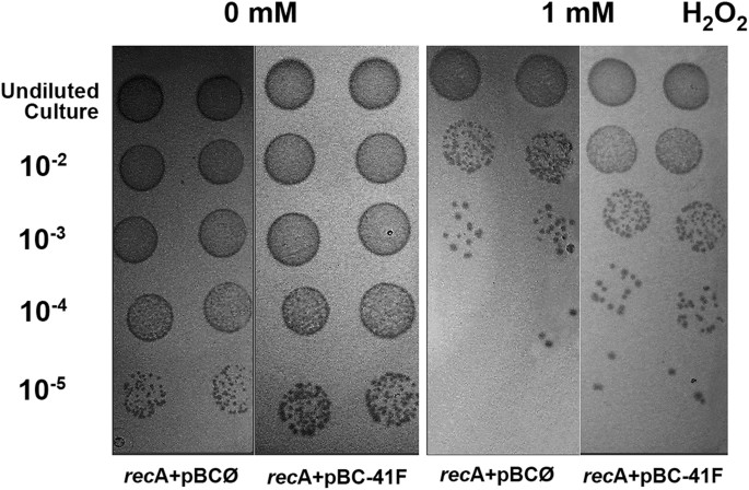 Exomeg1 A New Exonuclease From Metagenomic Library Scientific Reports