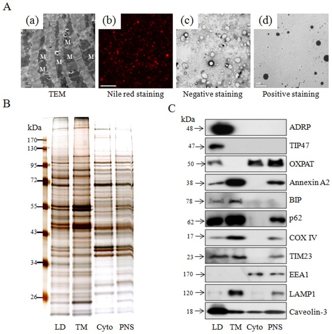 Comparative Proteomics Reveals Abnormal Binding Of Atgl And Dysferlin On Lipid Droplets From Pressure Overload Induced Dysfunctional Rat Hearts Scientific Reports