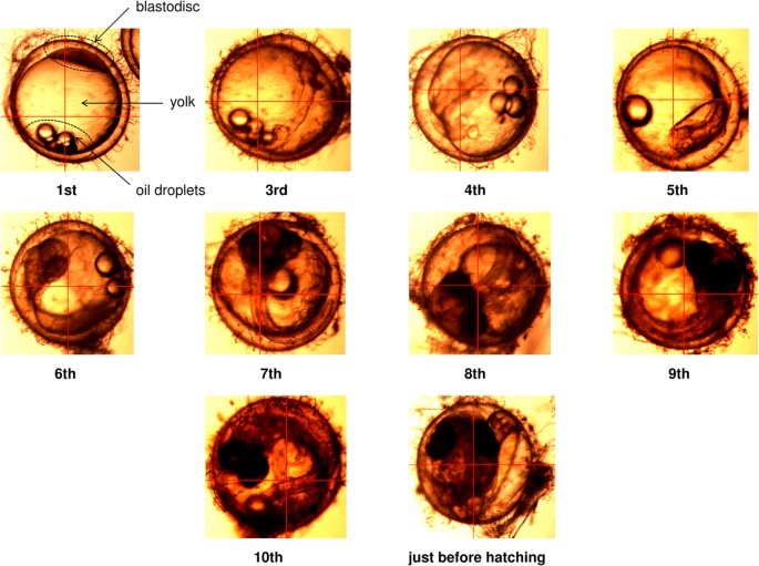 Near-Infrared Spectroscopy and Imaging Studies of Fertilized Fish 