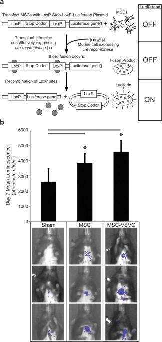 Viral-mediated fusion of mesenchymal stem cells with cells of the infarcted heart hinders healing via decreased vascularization and immune modulation