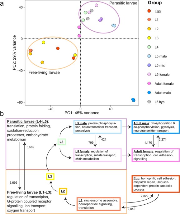 Transcriptional patterns of sexual dimorphism and in host developmental  programs in the model parasitic nematode Heligmosomoides bakeri, Parasites  & Vectors