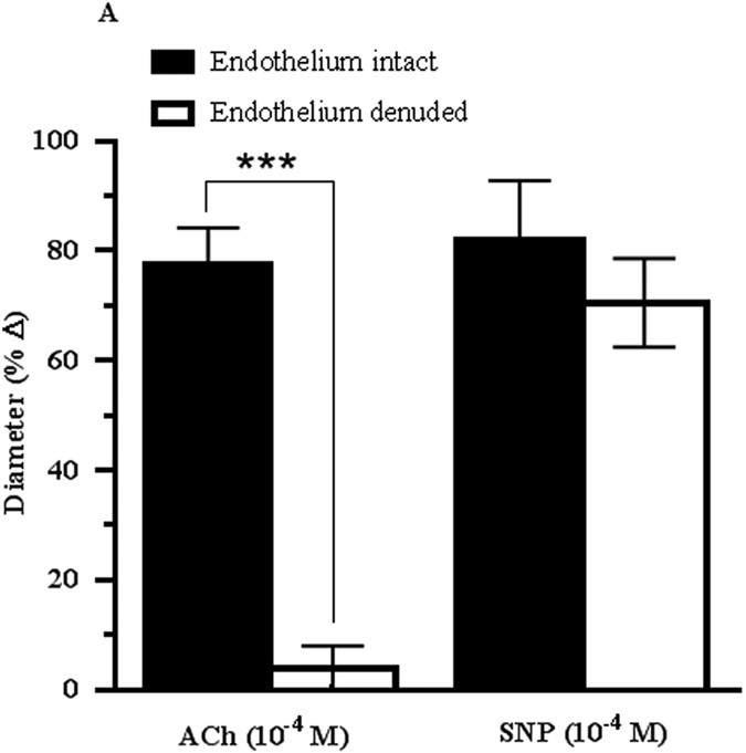 The Gatekeepers In The Mouse Ophthalmic Artery Endothelium Dependent Mechanisms Of Cholinergic Vasodilation Scientific Reports