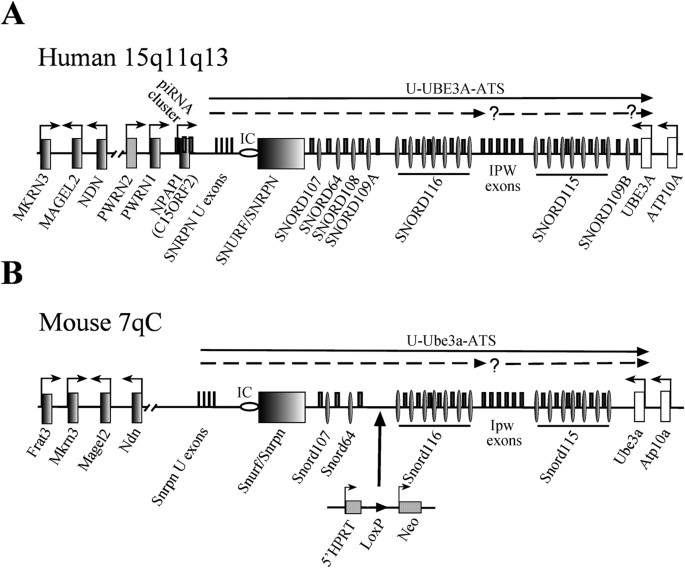 Maternal Transcription Of Non Protein Coding Rnas From The Pws Critical Region Rescues Growth Retardation In Mice Scientific Reports