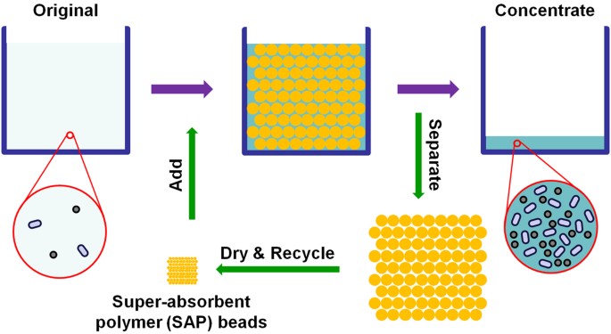 Nanofiltration Enabled By Super Absorbent Polymer Beads For Concentrating Microorganisms In Water Samples Scientific Reports