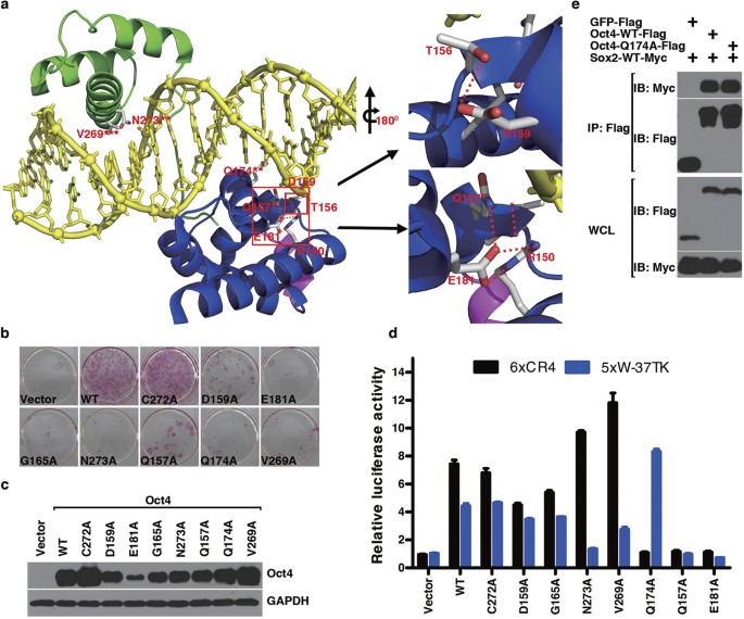 Critical POU domain residues confer Oct4 uniqueness in somatic cell  reprogramming