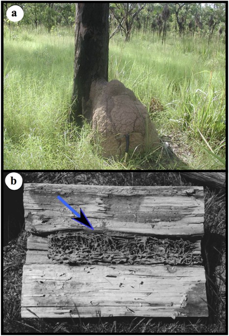 Termites utilise clay to build structural supports and so increase foraging resources