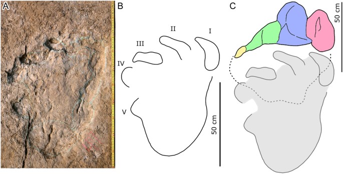 Sauropod swimmers or walkers?