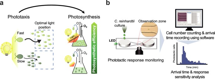 Microfluidic High Throughput Selection Of Microalgal Strains With Superior Photosynthetic Productivity Using Competitive Phototaxis Scientific Reports