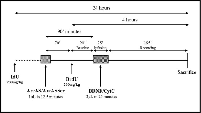 how do i inject ghk cu ghk-cu typical dose subcutaneous injection Squalane + Copper Peptide (GHK-Cu)  Rapid Plumping Serum