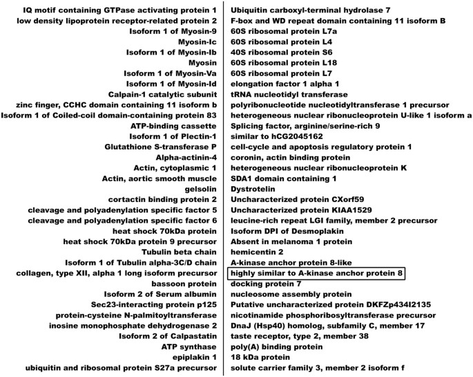 glutathione iq Dynamic changes in protein interaction between AKAP95 and Cx43 during cell  cycle progression of A549 cells