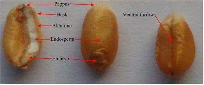 Early detection of germinated wheat grains using terahertz image and  chemometrics | Scientific Reports