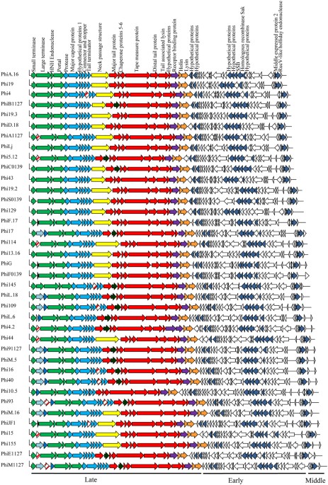 Comparative Genomics And Functional Analysis Of The 936 Group Of Lactococcal Siphoviridae Phages Scientific Reports