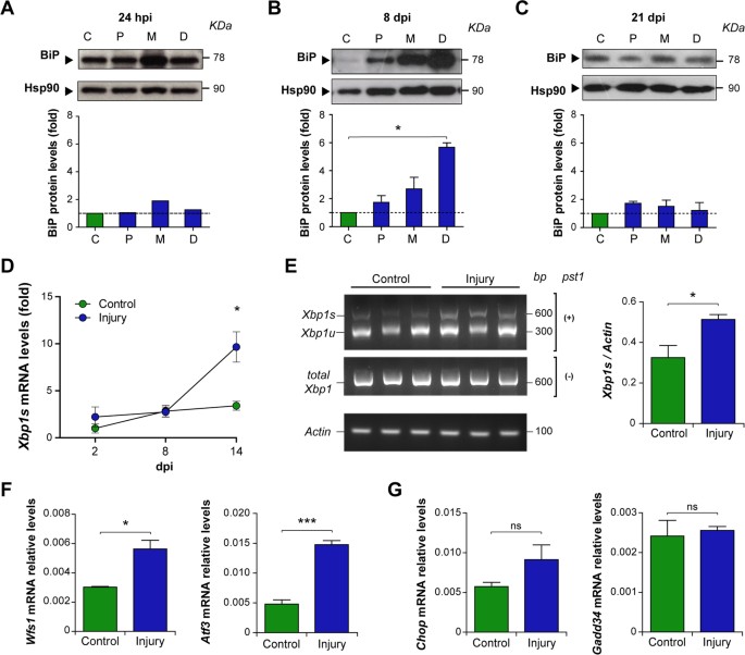 Activation of the unfolded protein response promotes axonal ... - Nature.com