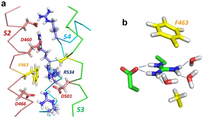 Arginine Side Chain Interactions And The Role Of Arginine As A Gating Charge Carrier In Voltage Sensitive Ion Channels Scientific Reports