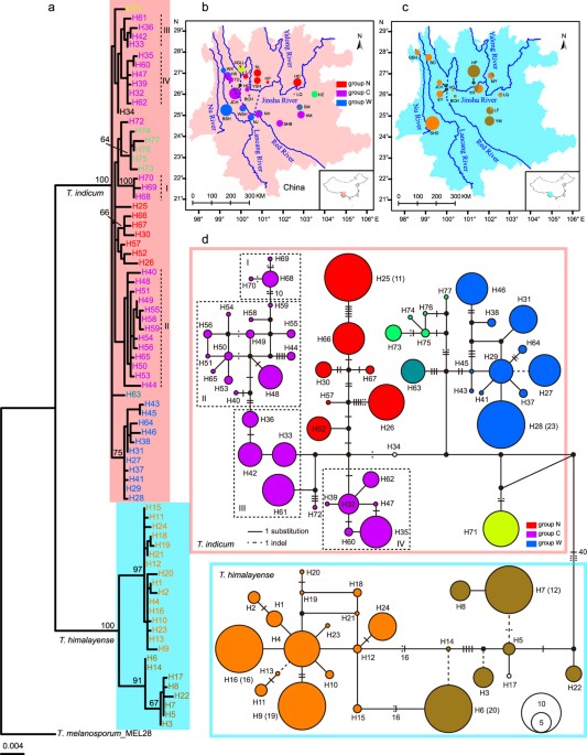 Drainage Isolation And Climate Change Driven Population Expansion Shape The Genetic Structures Of Tuber Indicum Complex In The Hengduan Mountains Region Scientific Reports