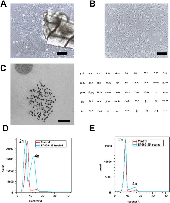 Autotetraploid cell line induced by sp600125 from crucian carp and its developmental potentiality