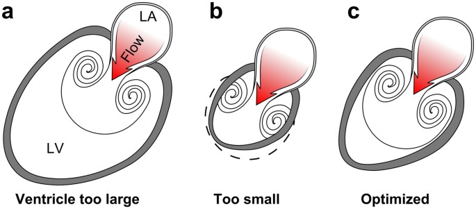 Vortex ring behavior provides the epigenetic blueprint for the human heart  | Scientific Reports