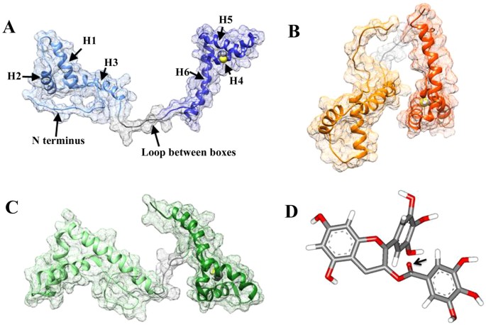 egcg glutathione in Green Tea Induces Aggregation of HMGB1 Protein through Large Conformational Changes with Polarized Charge Redistribution BPC-157 10mg Research Peptide mem-day-2026 Bundle:Single Bottle