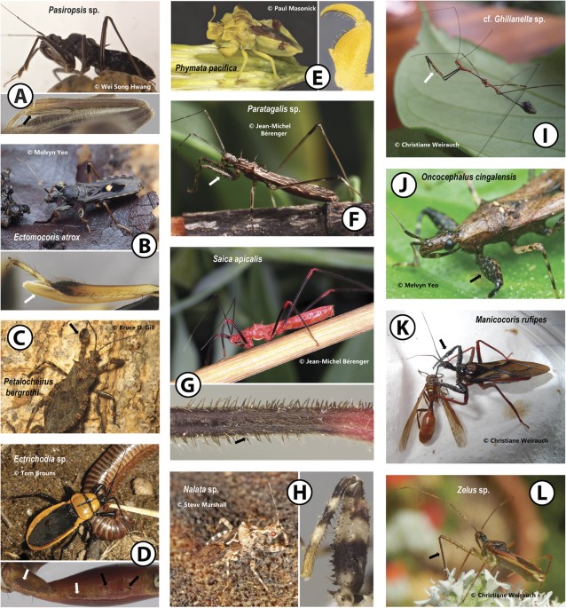 Evolution of the assassin's arms: insights from a phylogeny of combined  transcriptomic and ribosomal DNA data (Heteroptera: Reduvioidea) |  Scientific Reports