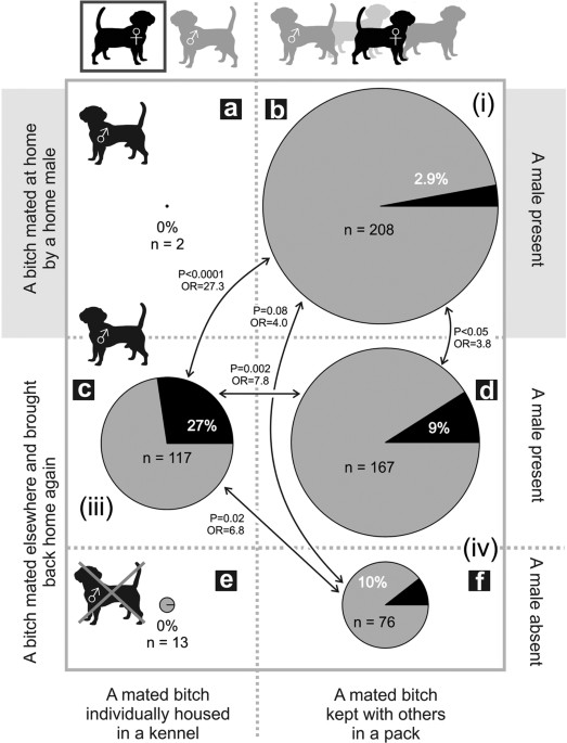 A sociobiological origin of pregnancy failure in domestic dogs | Scientific  Reports