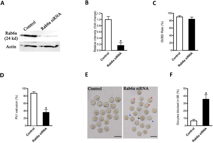 Rab6a is a novel regulator of meiotic apparatus and maturational progression in mouse oocytes